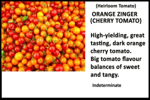 Tomato 'Orange Zinger'